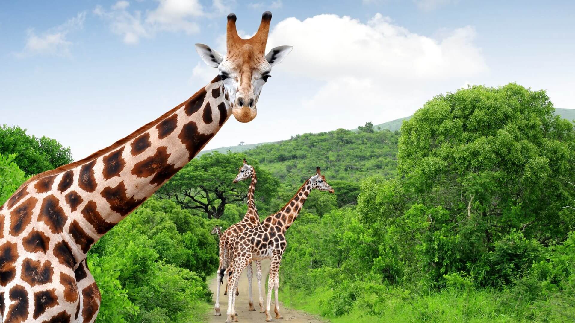 Afrika Giraffen