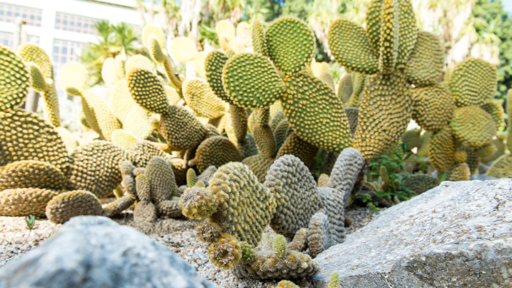 Kakteen im botanischen Garten von Cagliari