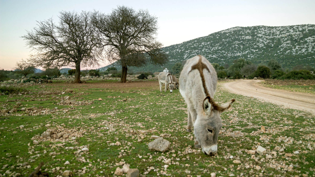 Sardinien mit Kindern - Golgo Hochebene