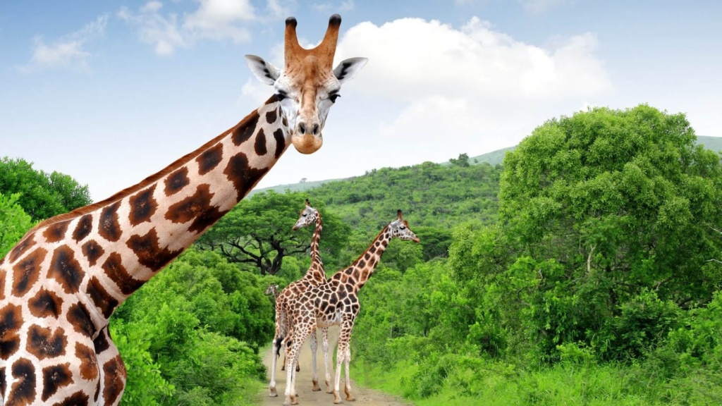Afrika Giraffen