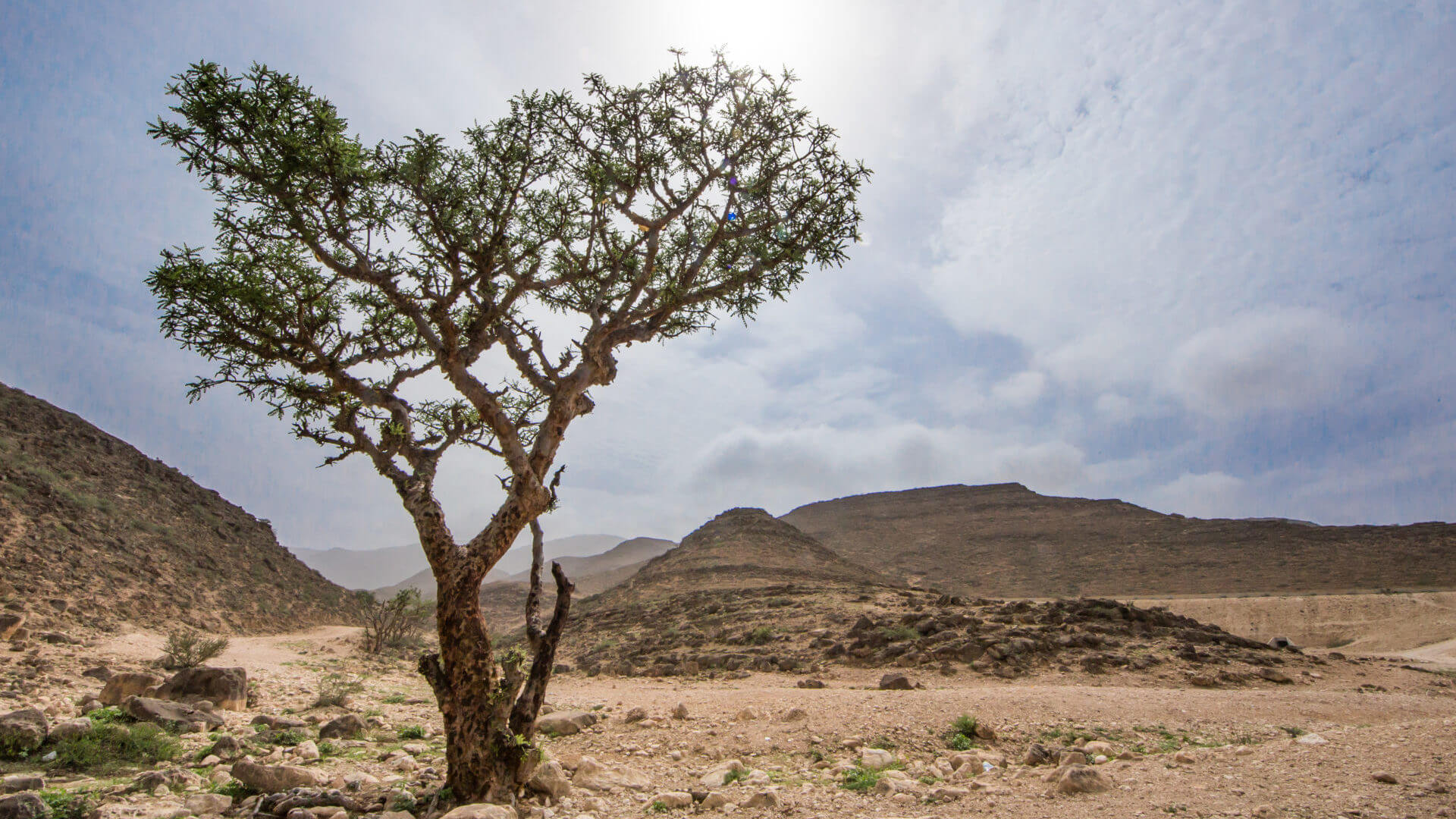 Oman Salalah Weihrauchbaum