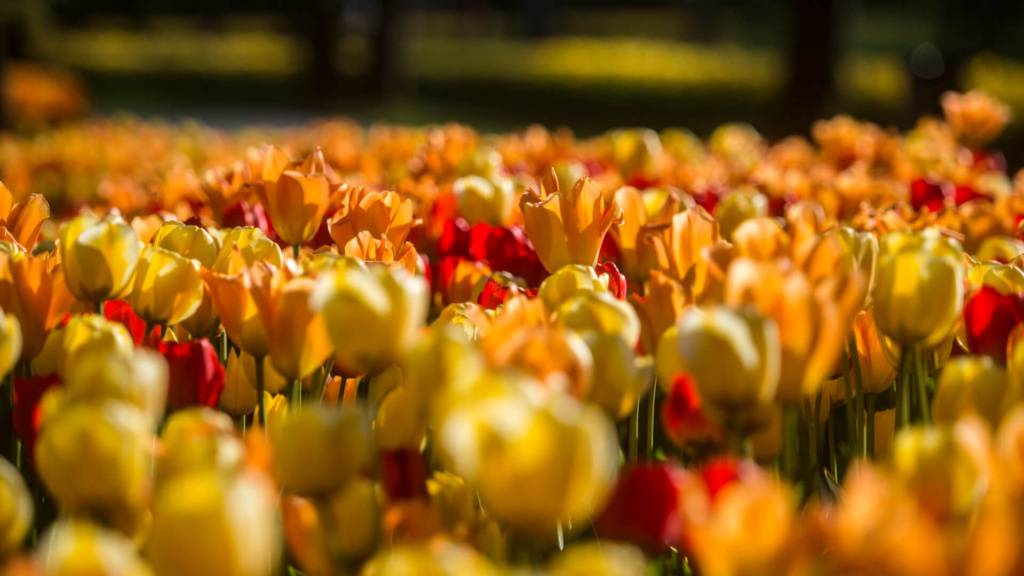 tulpenbluete slowenien