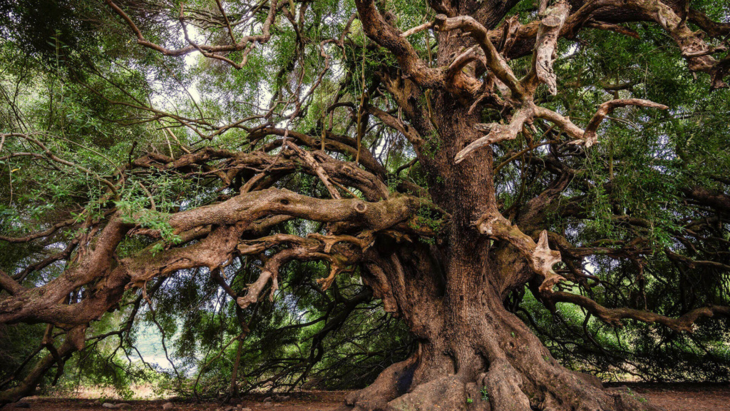 großer uralter Olivenbaum