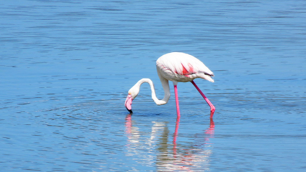 Flamingos in der Nähe von Cagliari, Sardinien