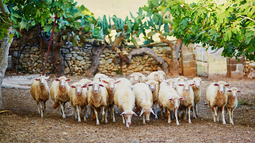 Schafherde auf Sardinien