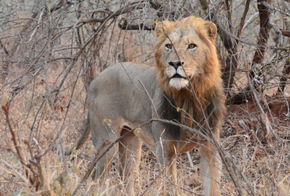 Safari in Afrika