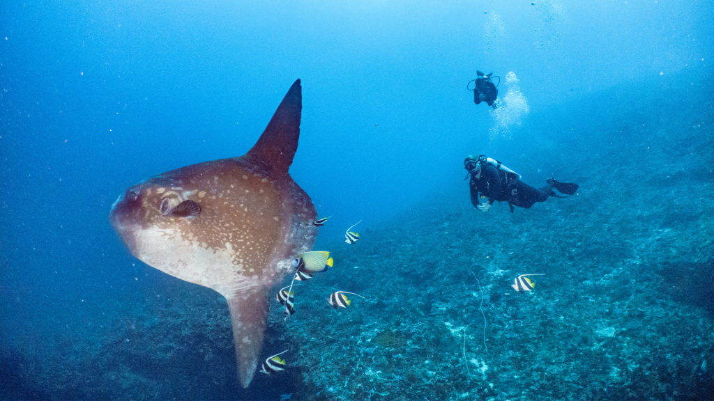 Mondfisch vor Sardinien