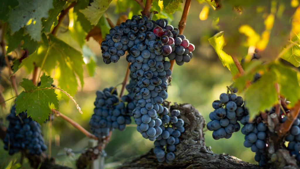 Carignano ist eine bekannte sardische Rebsorte