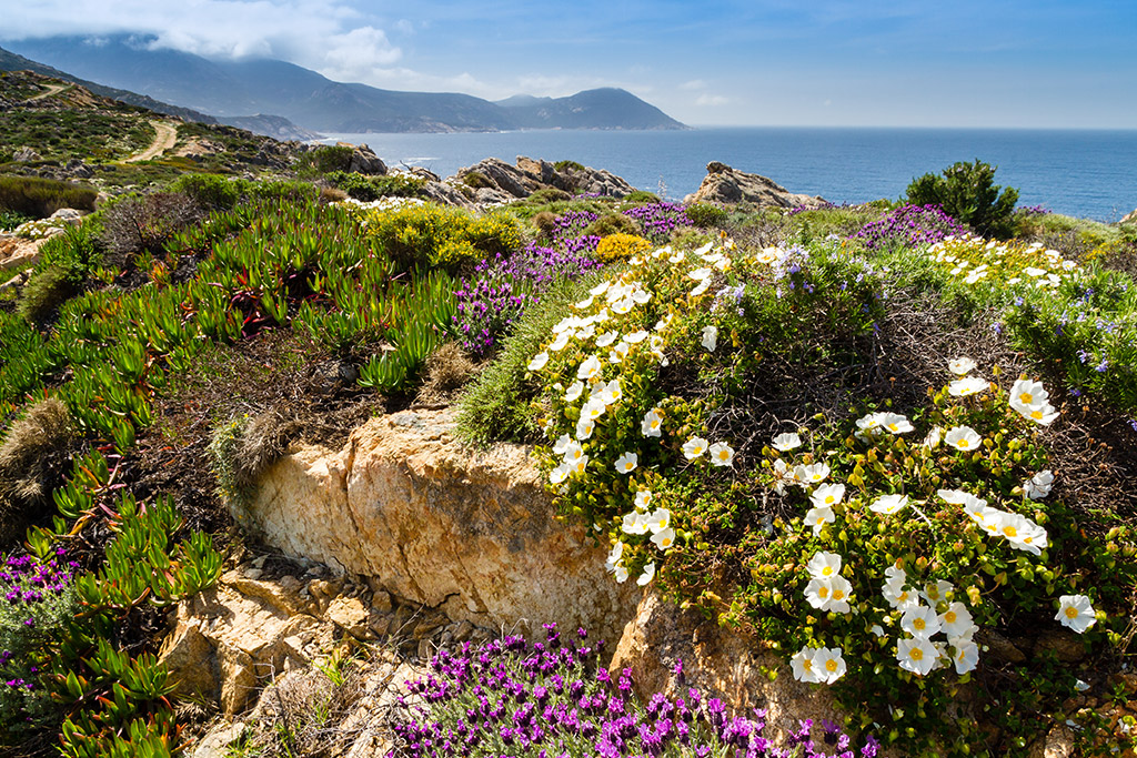 Die Maccia Pflanze in der wunderschönen Landschaft Sardiniens