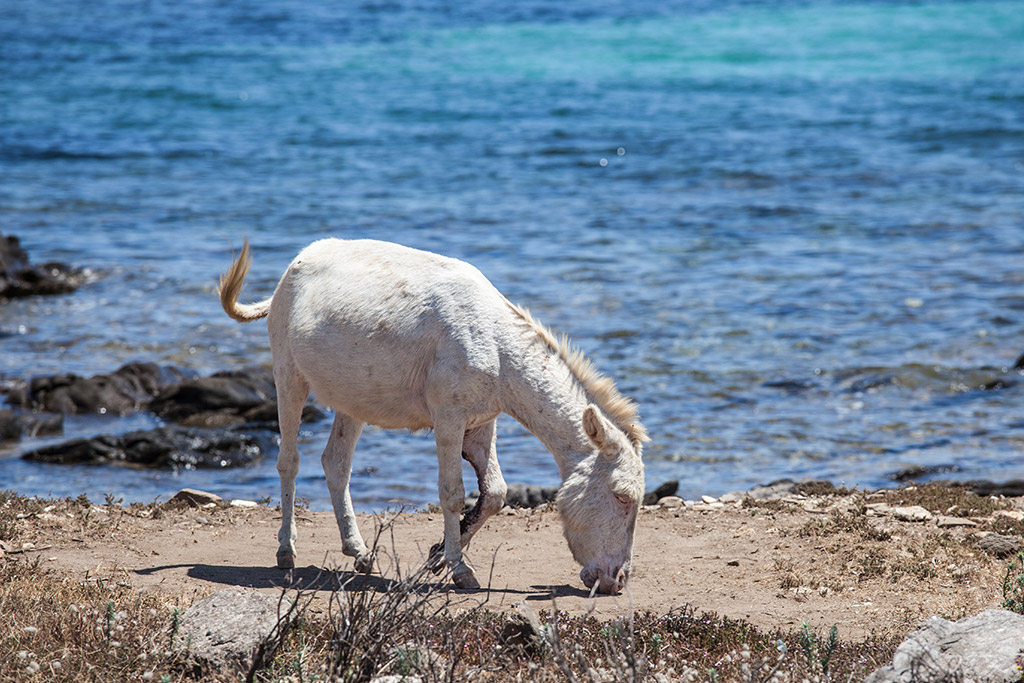 Nationalpark Asinara auf Sardinien