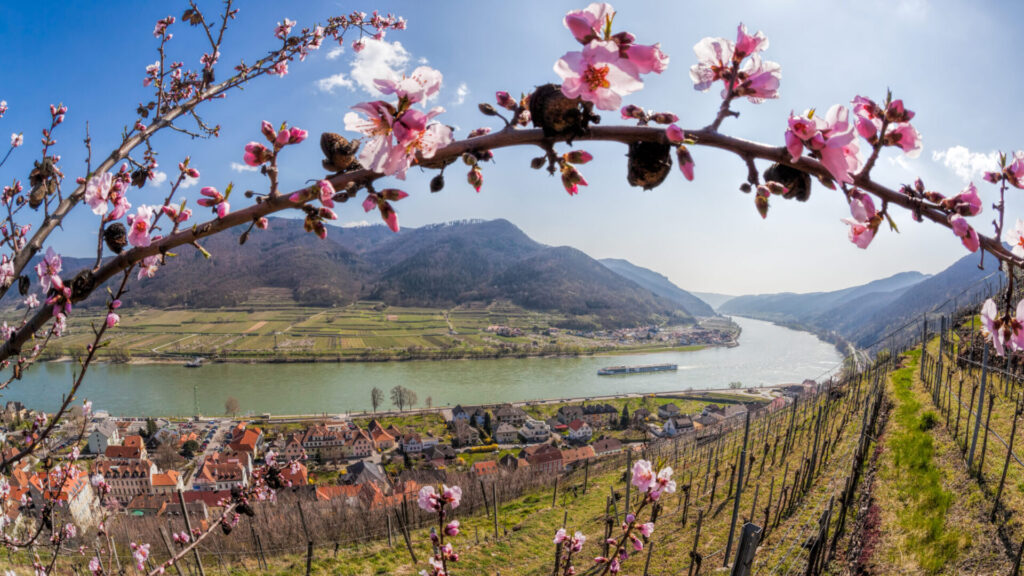 Spring,Time,In,Wachau,,Spitz,Village,With,Boat,On,Danube