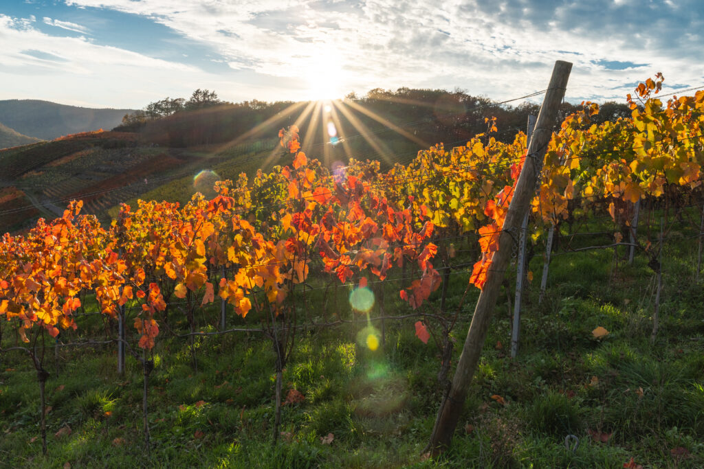 Hiking,In,The,Ahr,Valley,On,A,Sunny,Autumn,Day
