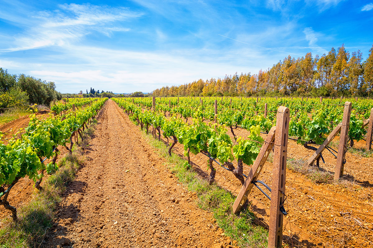 Sardinien Wein Verkostung