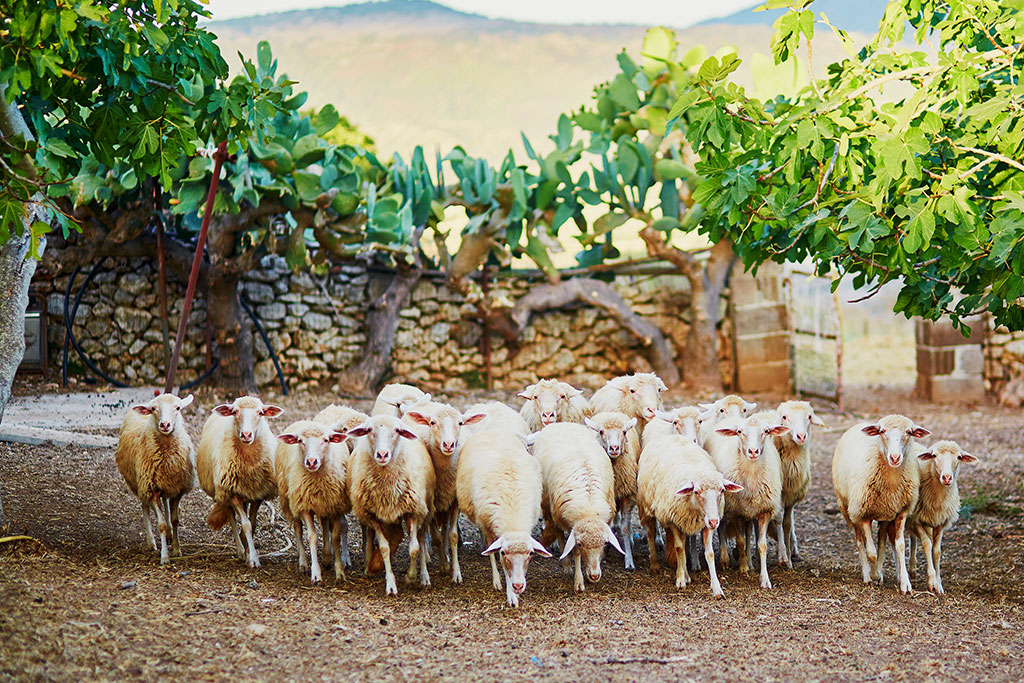 Tiere auf Sardinien - Schafe Flora und Fauna