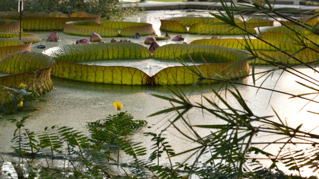 Jesolo Tagesausflug zum botanischen Garten in Padua