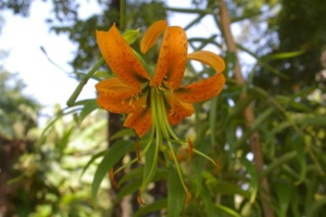 Urlaub in Abano und Montegrotto Terme: Ausflug Botanischer Garten Padua