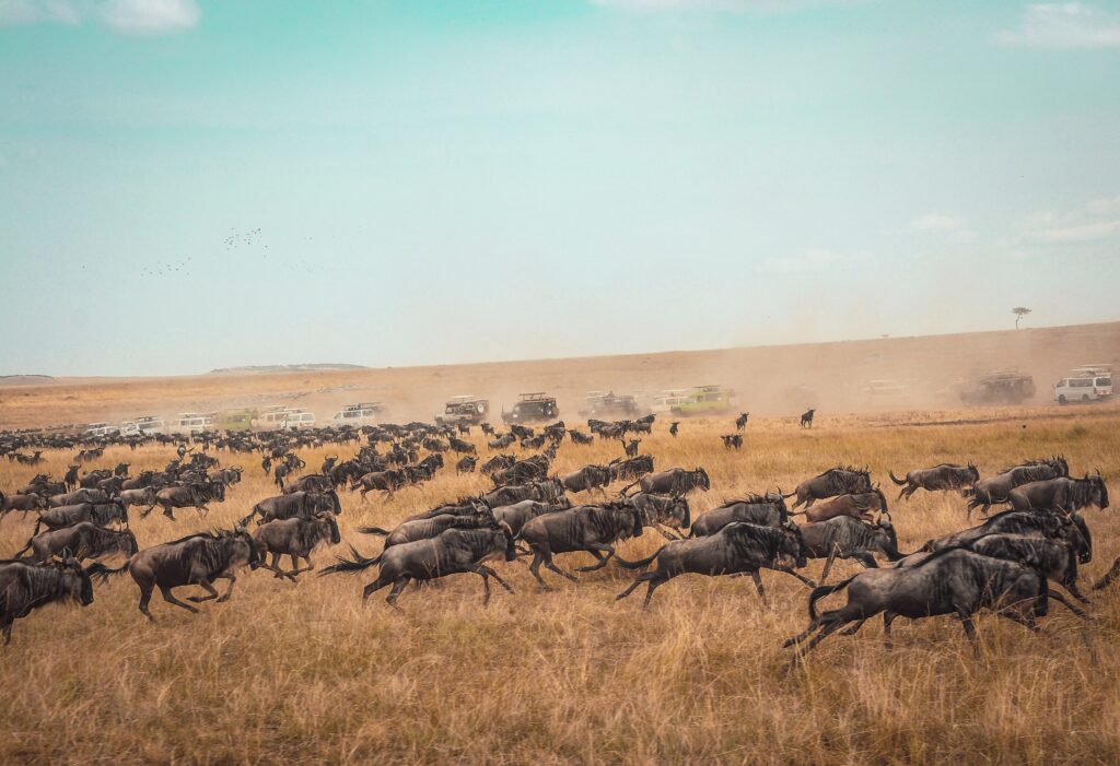 Die Great Migration im Masai Mara Naturschutzgebiet © unsplash.com