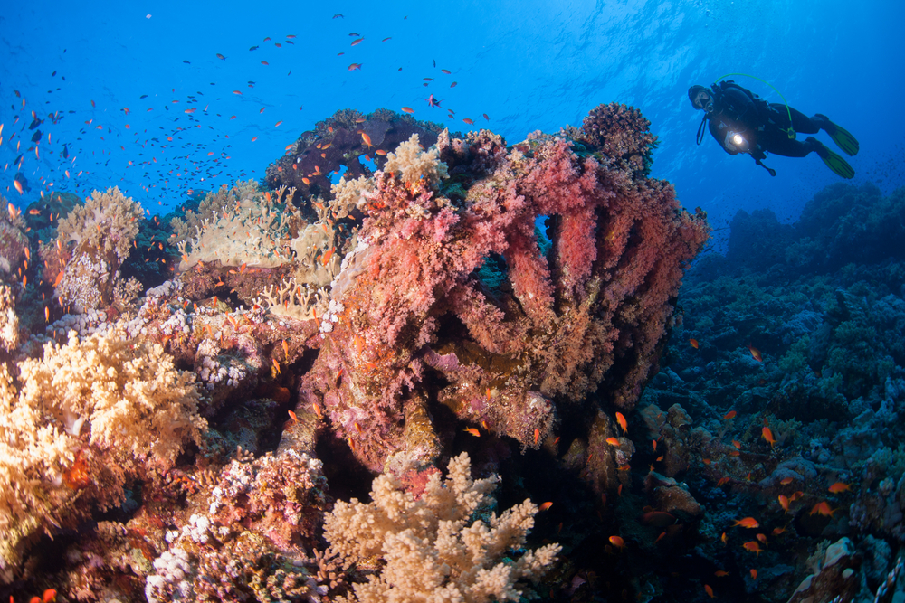 Brothers Islands - Tauchurlaub in Ägypten