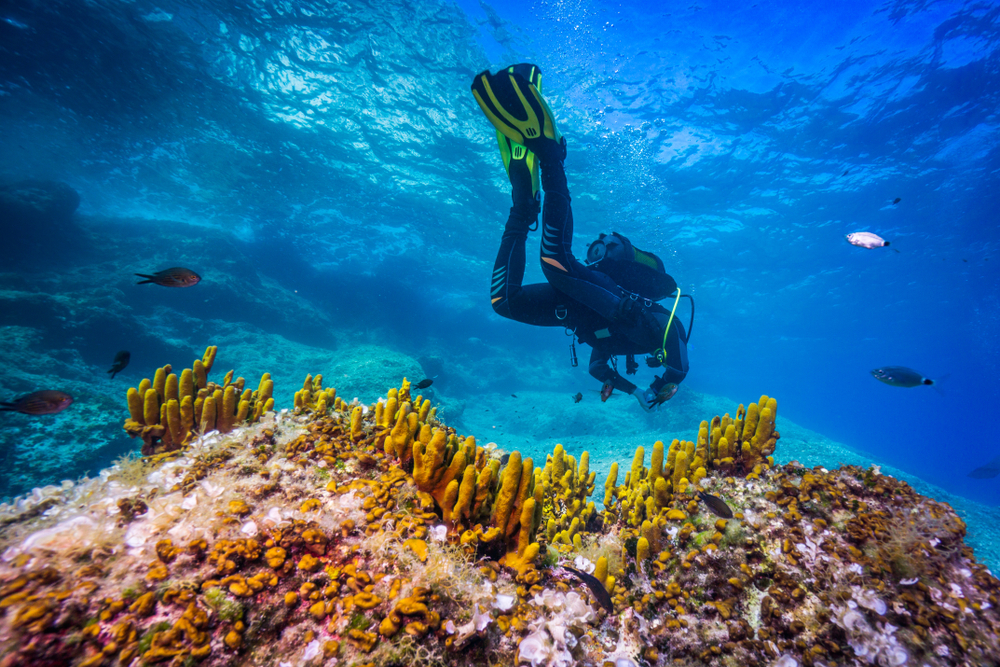 Die Korallengärten von Premantura - Tauchen in Kroatien